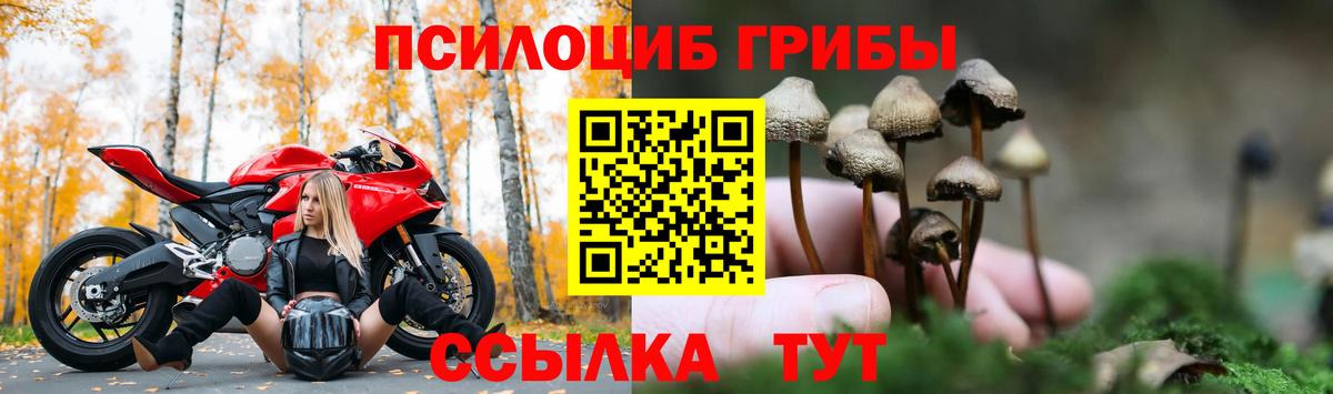 Галлюциногенные грибы Psilocybe Нефтекамск